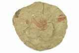 Selenopeltis Trilobite With Red Spines - Includes Pos/Neg #270545-3